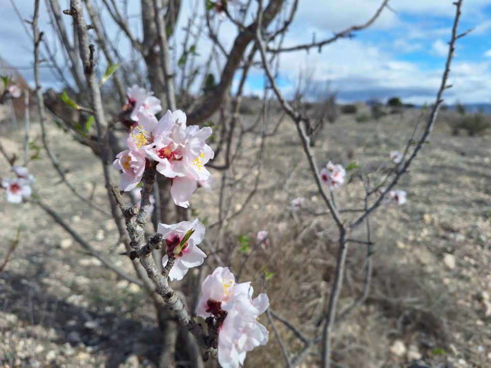 Helårsgrund i Salinas, Alicante - foto 1