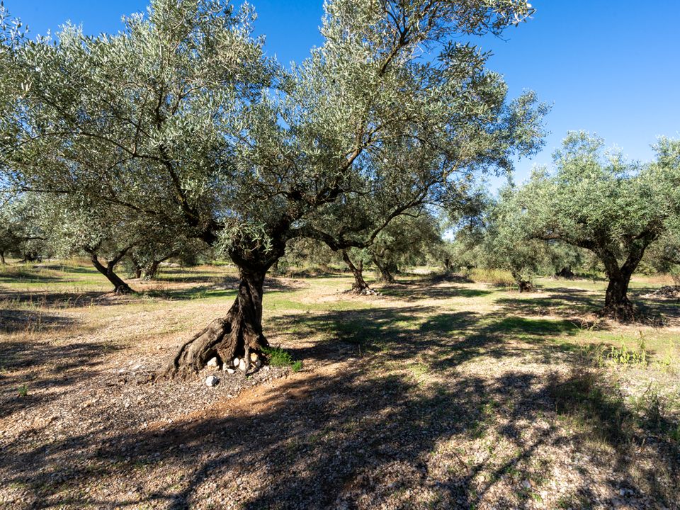 Finca i La Galera, Tarragona - bilde 2