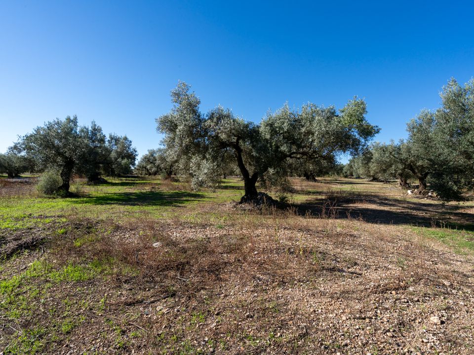 Finca i La Galera, Tarragona - bilde 3