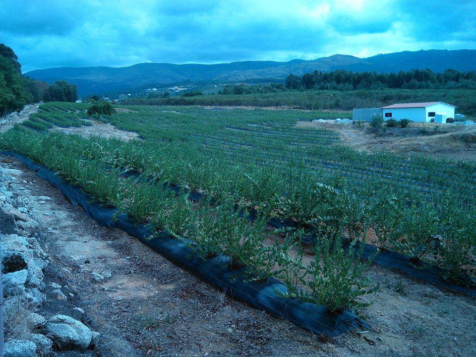 Farm i Gouveia, Guarda - foto 1