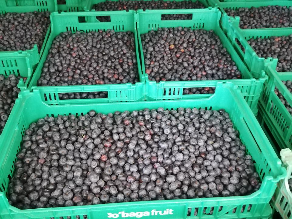 Farm i Gouveia, Guarda - foto 4