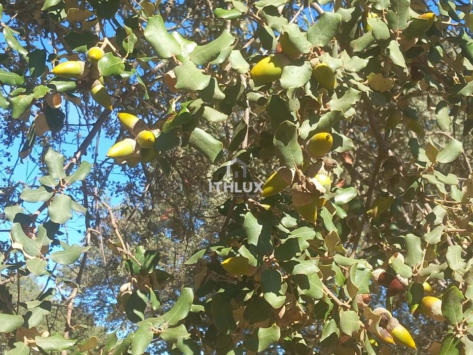 Helårsgrund i Elvas, Portalegre - foto 5