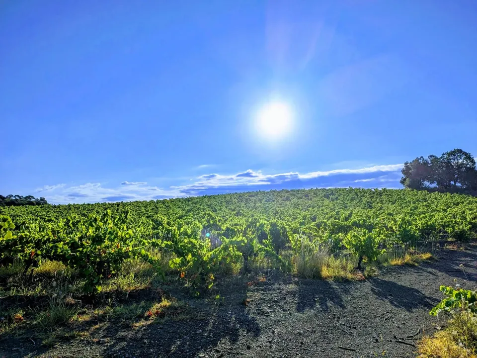 Landejendom i Laurens, Herault - foto 4