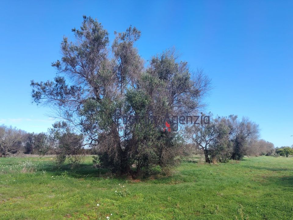 Helårsgrund i San Vito dei Normanni, Brindisi - foto 5