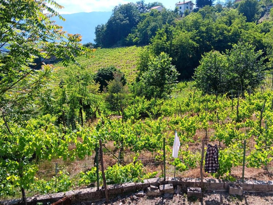 Villa i Tufo, Avellino - foto 2