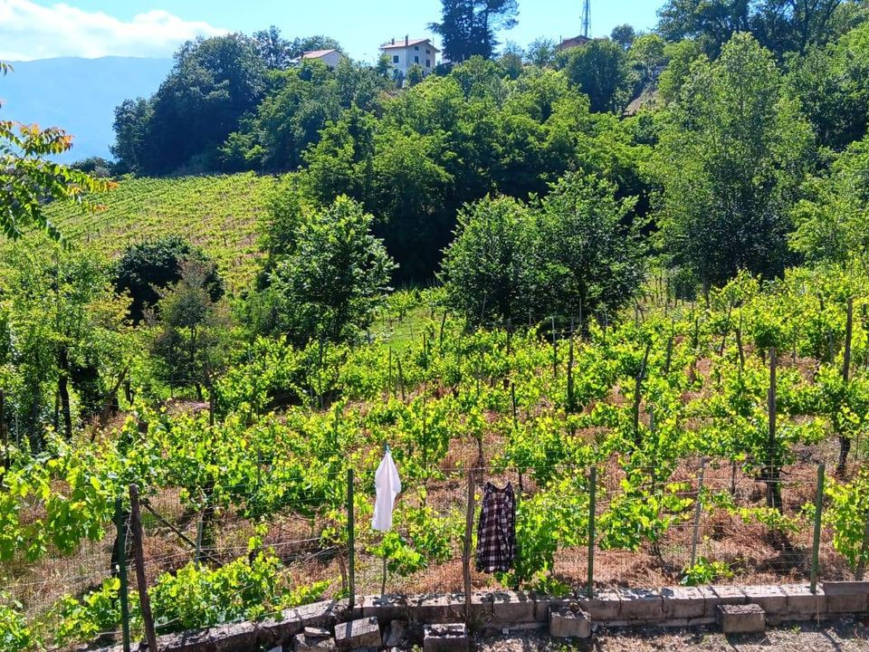 Villa i Tufo, Avellino - foto 3