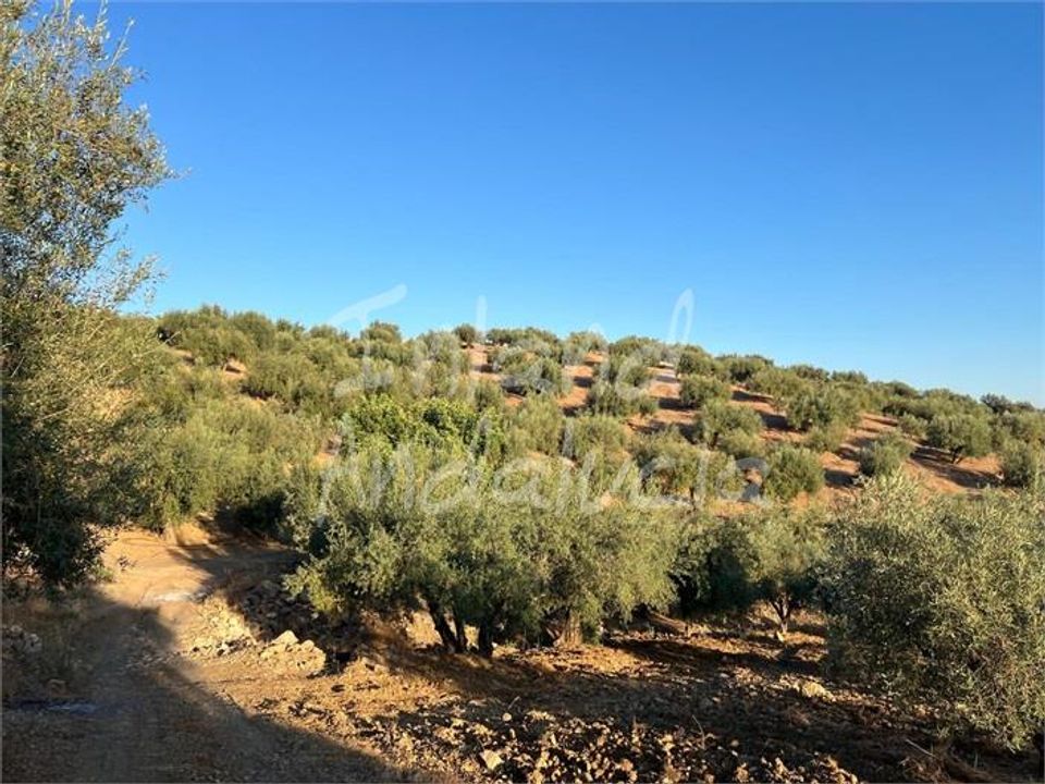Terra em Periana, Malaga - foto 4