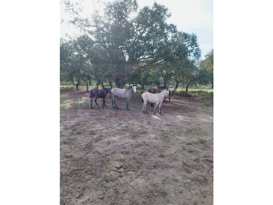 Farm i Setubal, Setubal - foto 5