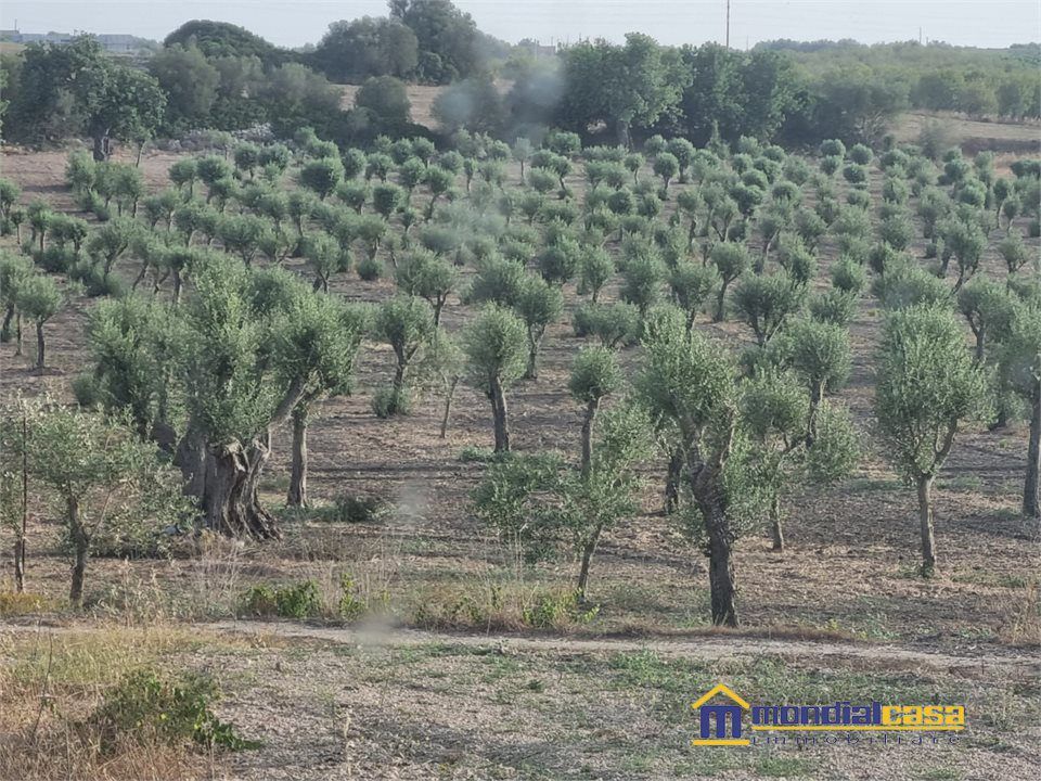 Helårsgrund i Noto, Siracusa - foto 3
