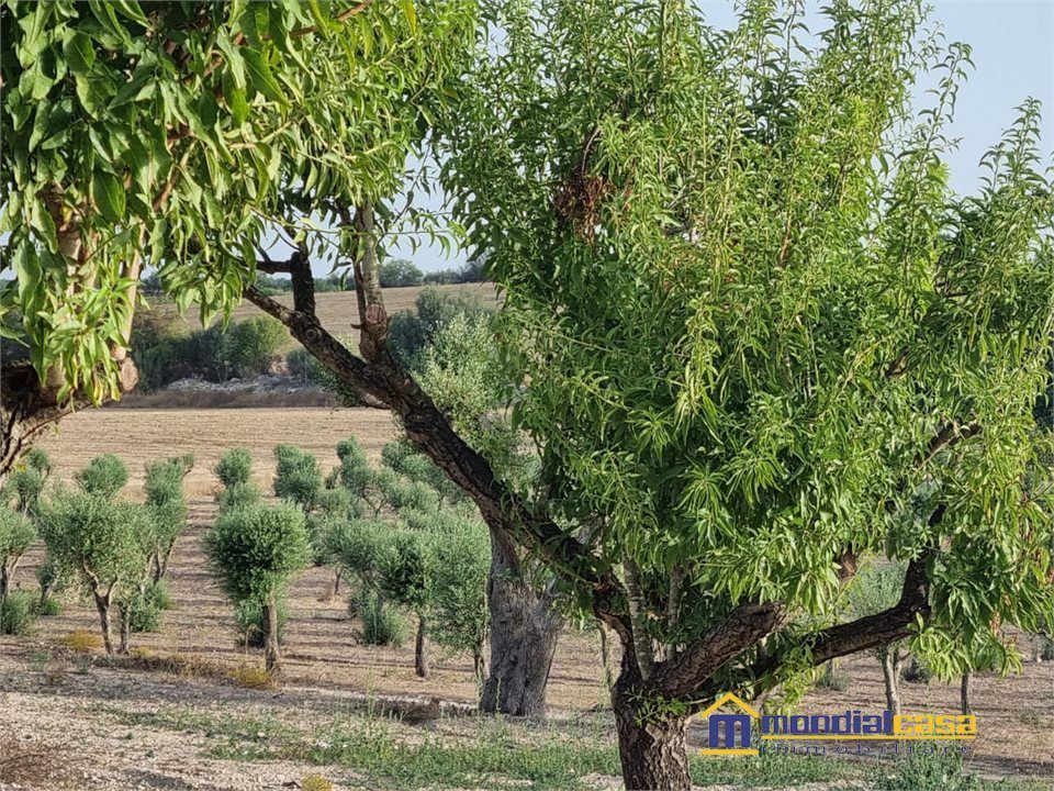 Helårsgrund i Noto, Siracusa - foto 5
