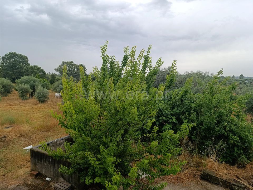 Farm i Fundao, Castelo Branco - foto 2