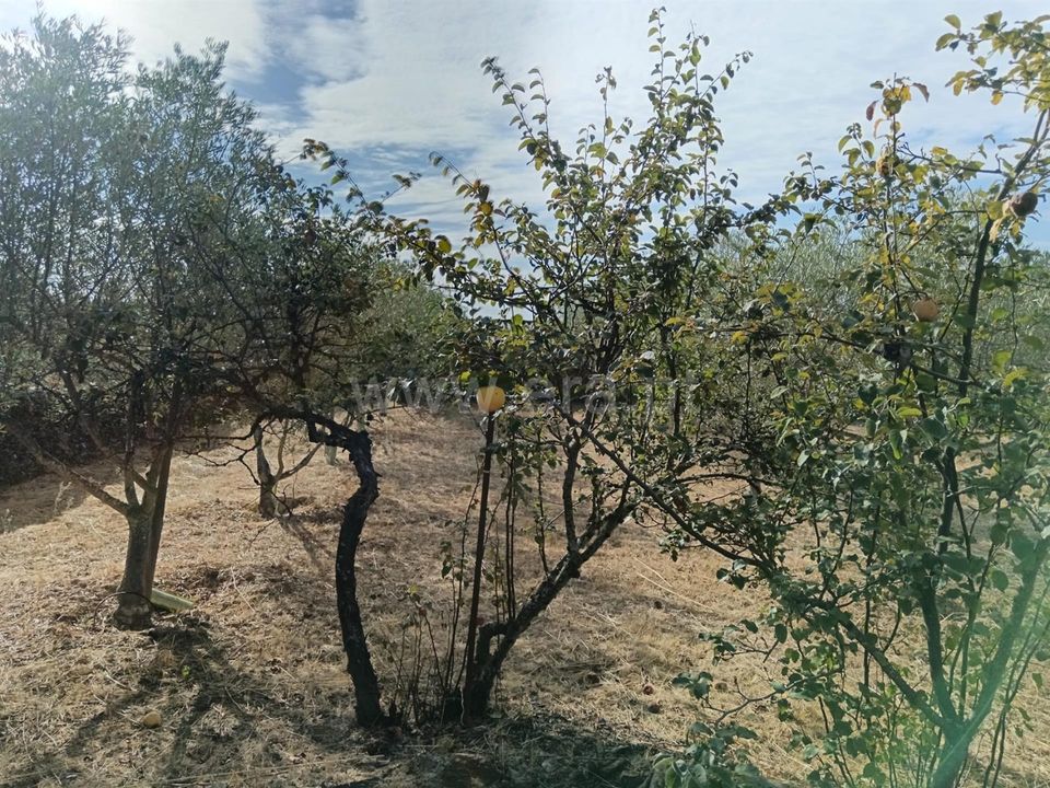 Helårsgrund i Castelo Branco, Castelo Branco - foto 4