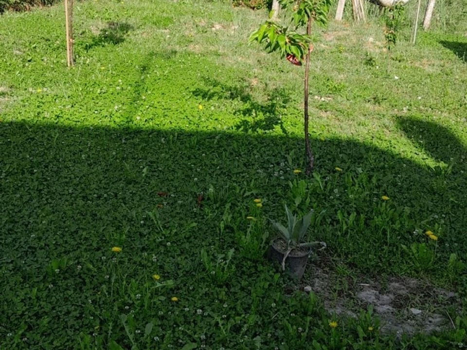 Villa i Frassinelle Polesine, Rovigo - foto 2