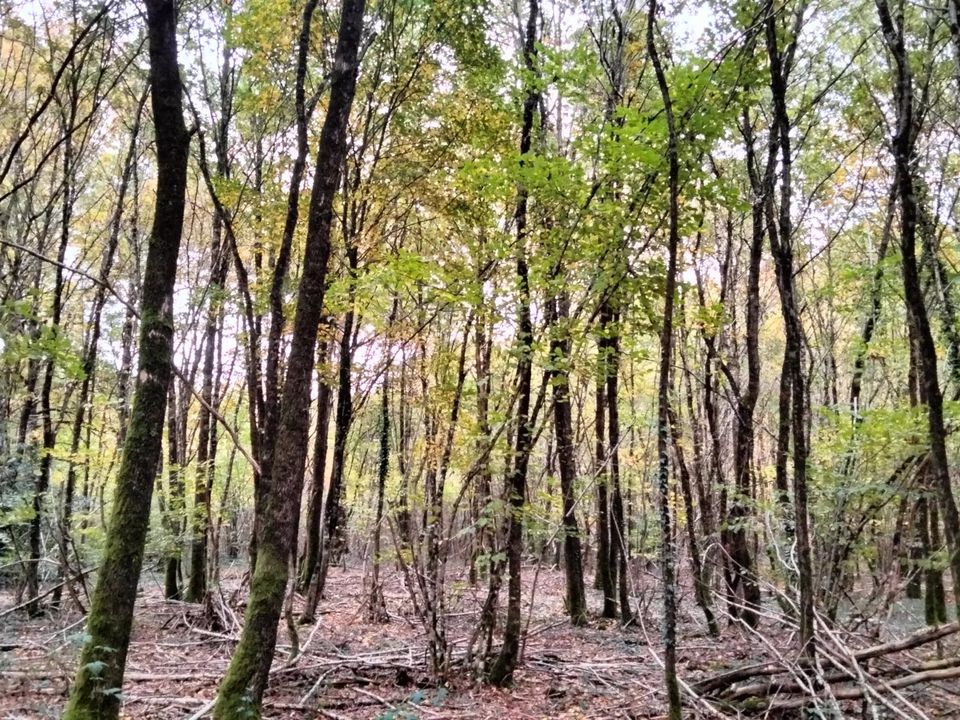 Helårsgrund i Vouillé, Vienne - foto 1