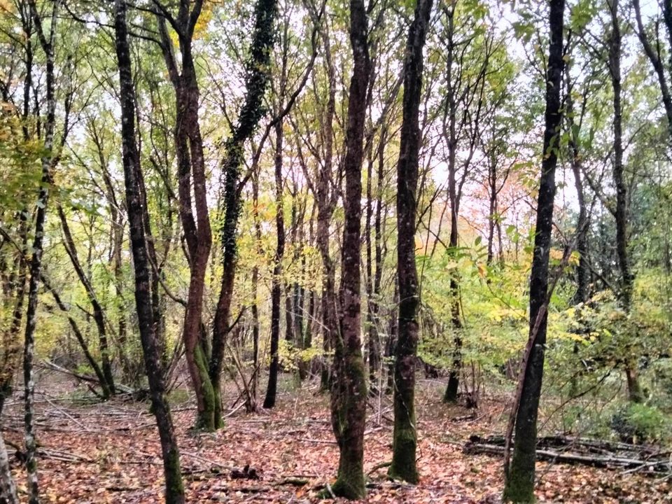 Helårsgrund i Vouillé, Vienne - foto 2