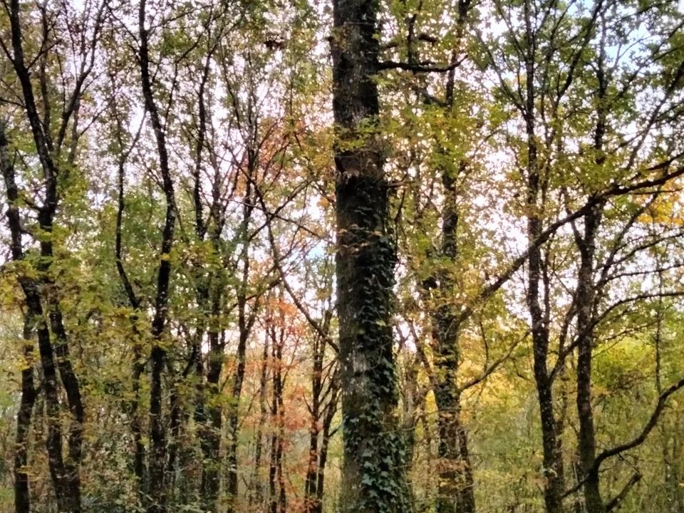 Helårsgrund i Vouillé, Vienne - foto 3