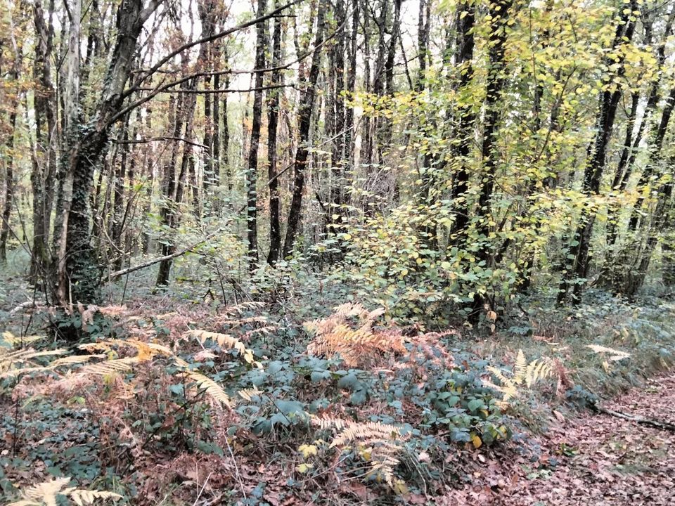 Helårsgrund i Vouillé, Vienne - foto 4