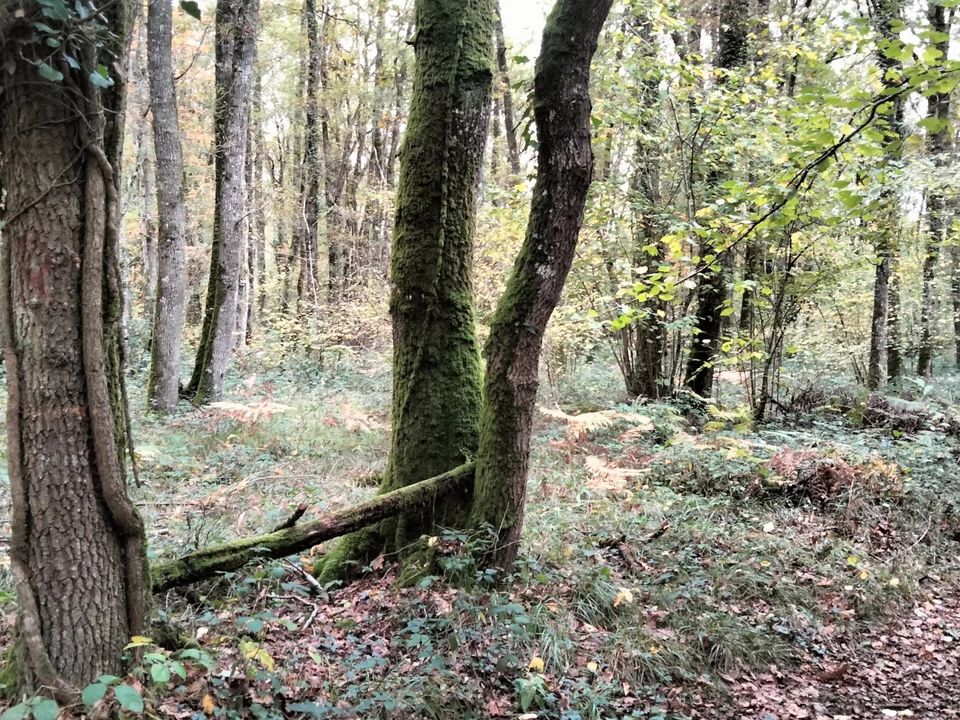 Helårsgrund i Vouillé, Vienne - foto 5