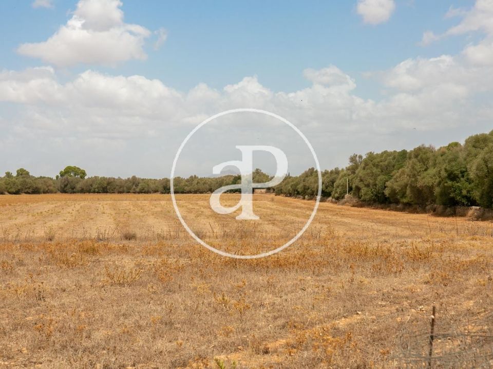 Terra a Campos, Mallorca - foto 1