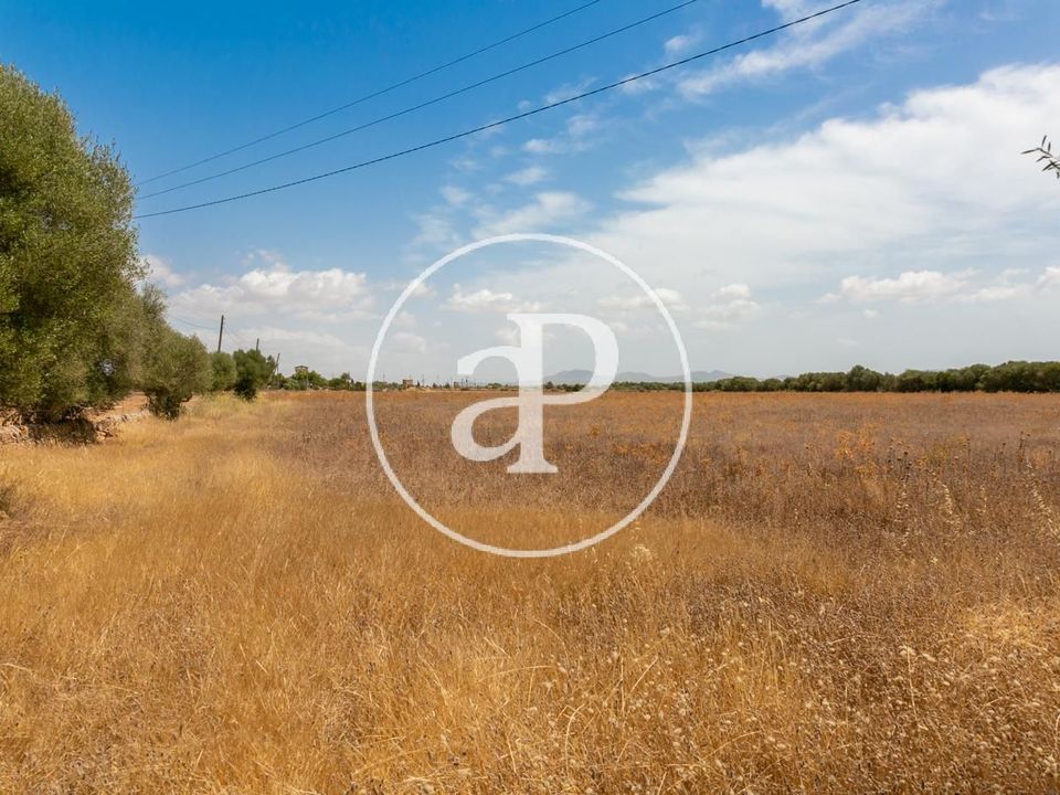 Terra a Campos, Mallorca - foto 2