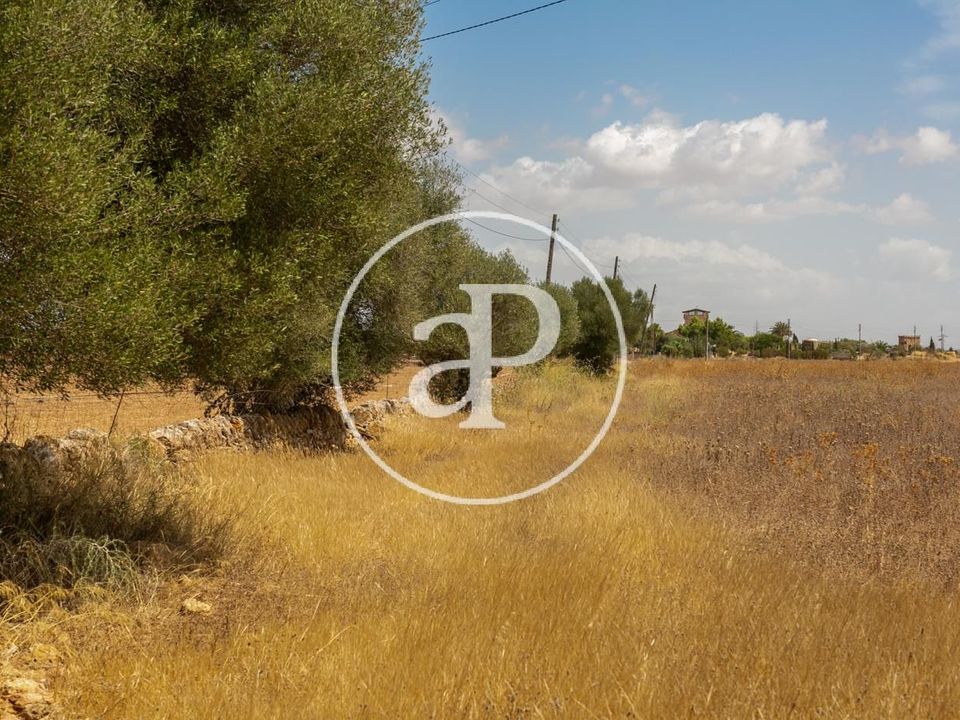 Terra a Campos, Mallorca - foto 3