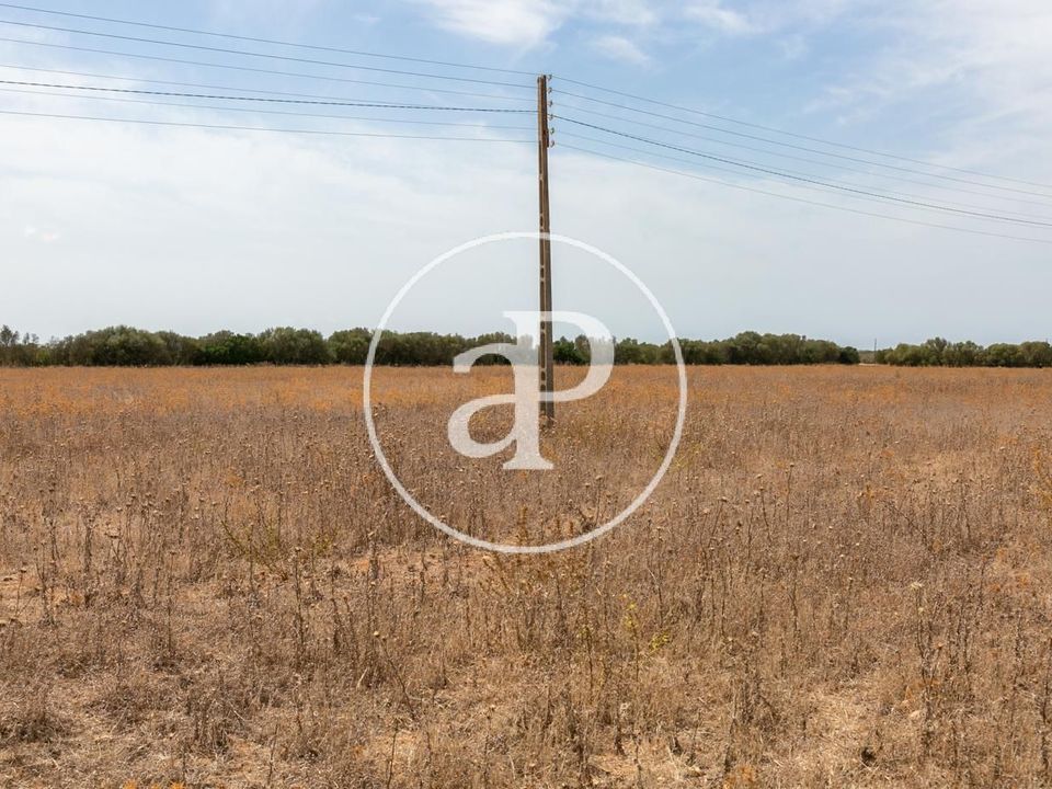 Terra a Campos, Mallorca - foto 5