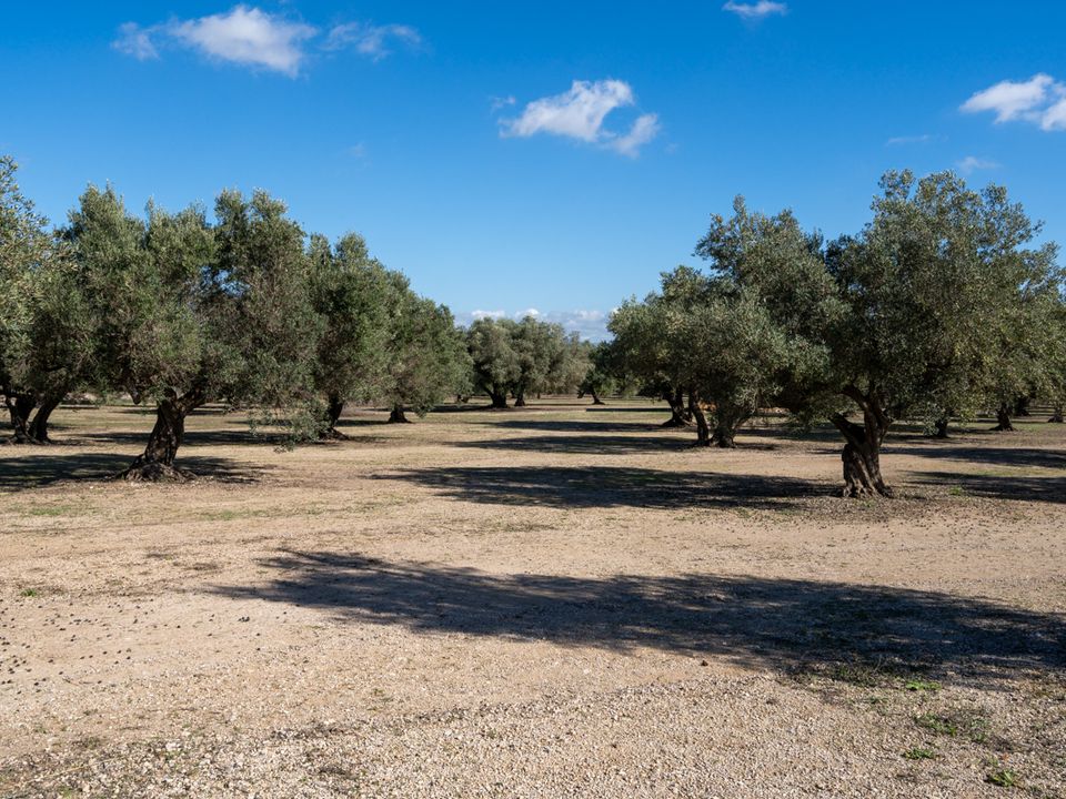 Finca a Roquetes, Tarragona - foto 4