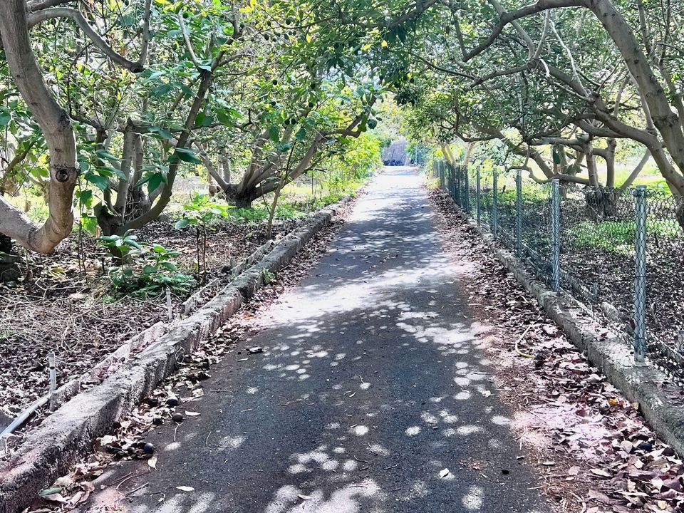 Landejendom i Los Realejos, Tenerife - foto 3