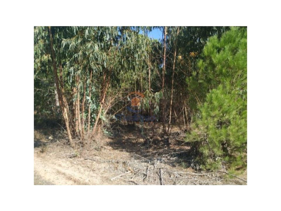 Helårsgrund i Montijo, Setubal - foto 3