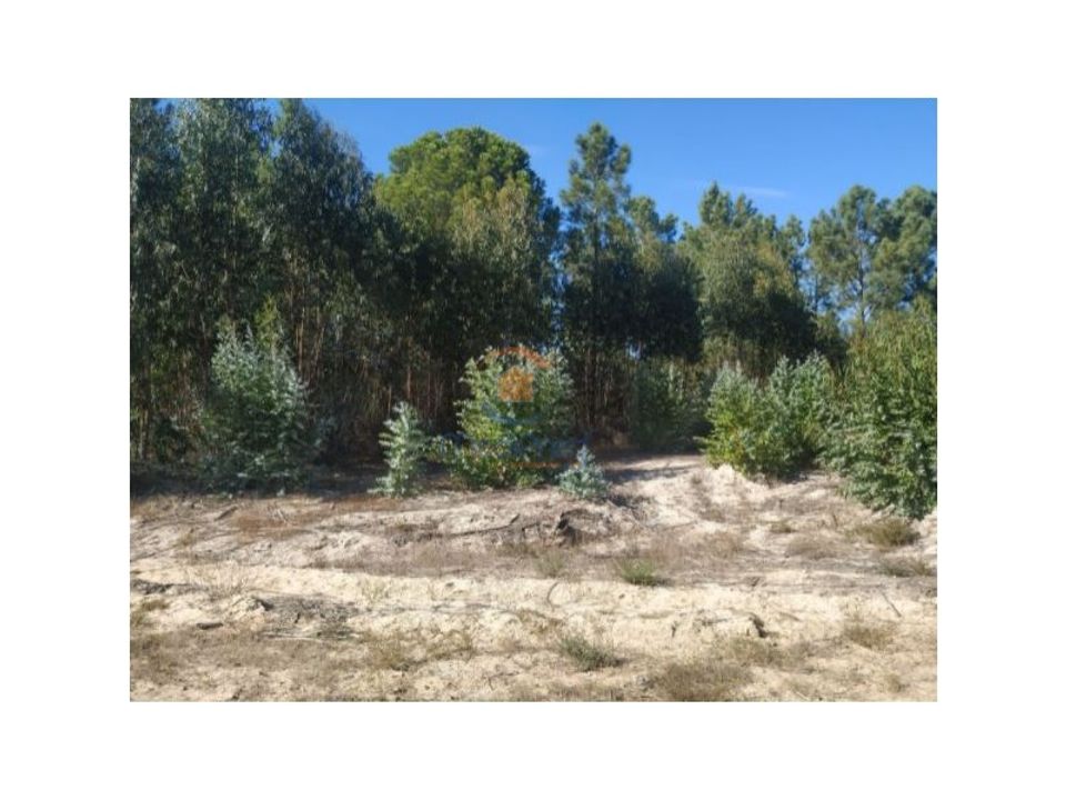 Helårsgrund i Montijo, Setubal - foto 5