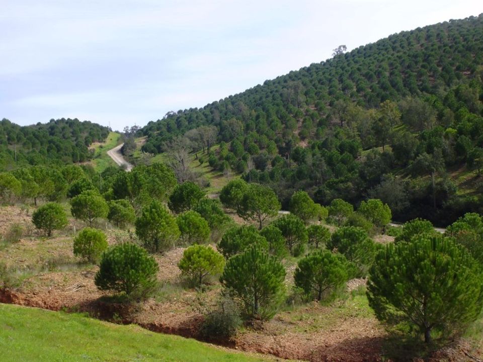 Helårsgrund i Silves, Faro - foto 1