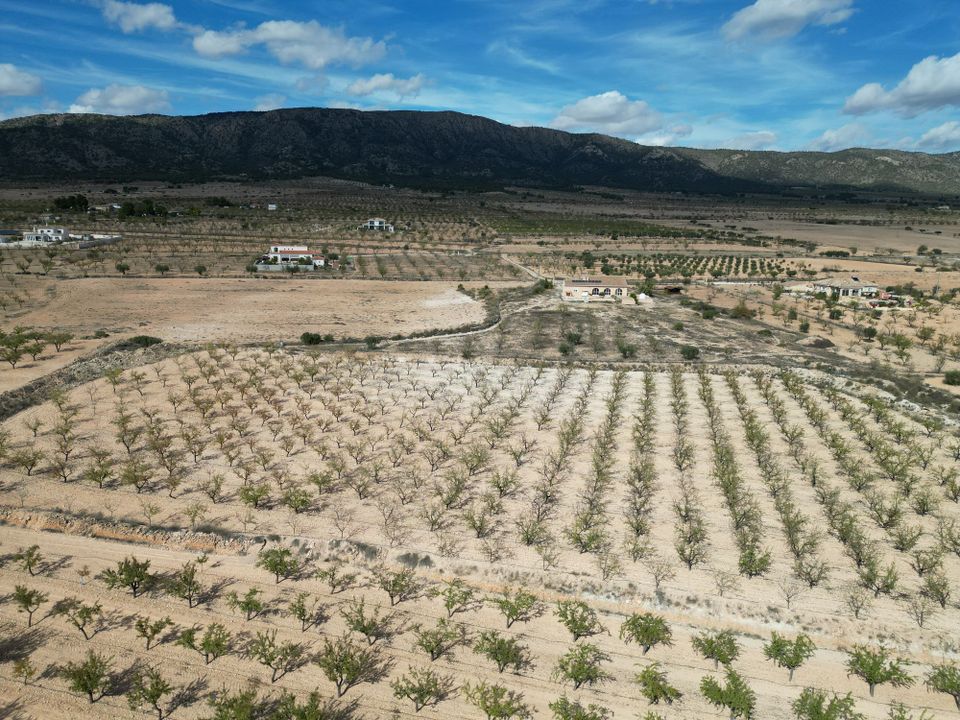 Helårsgrund i Pinoso, Alicante - foto 4