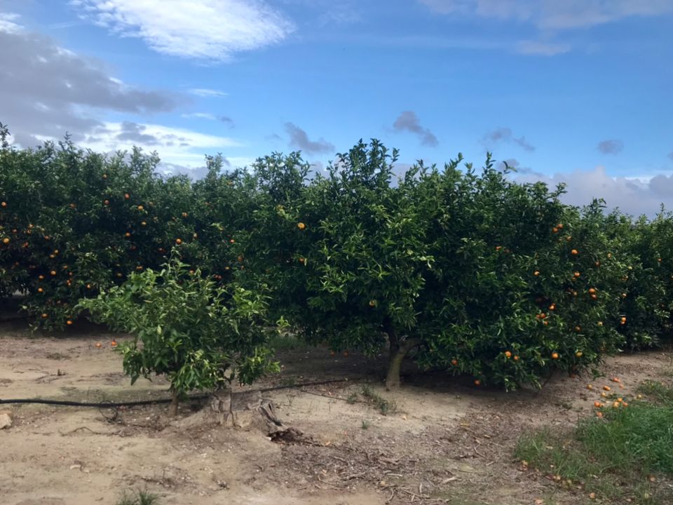 Finca i Bitem, Tarragona - bilde 5