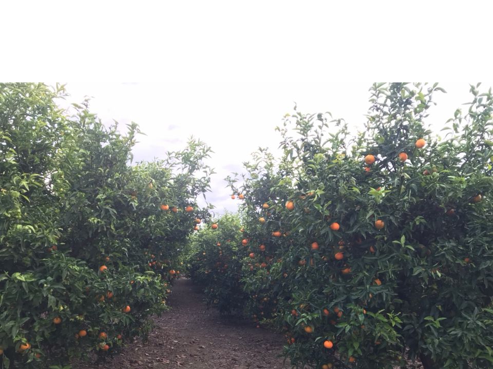 Finca i Bitem, Tarragona - bilde 4