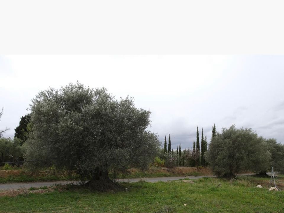 Finca i Mora La Nova, Tarragona - foto 3
