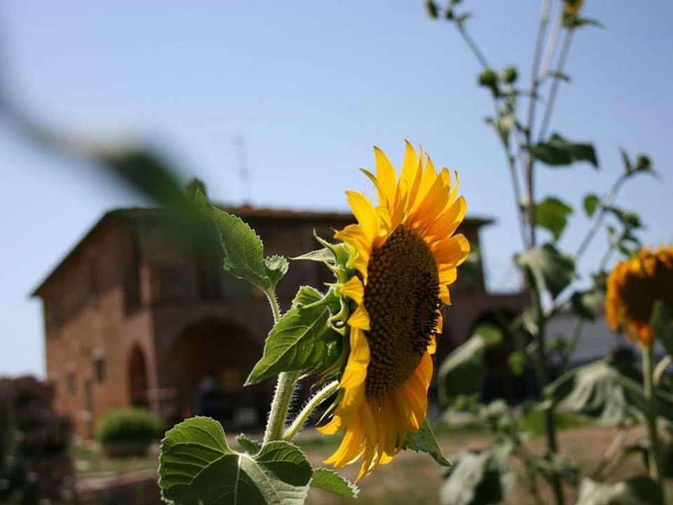 Landejendom i Montepulciano, Siena - foto 5