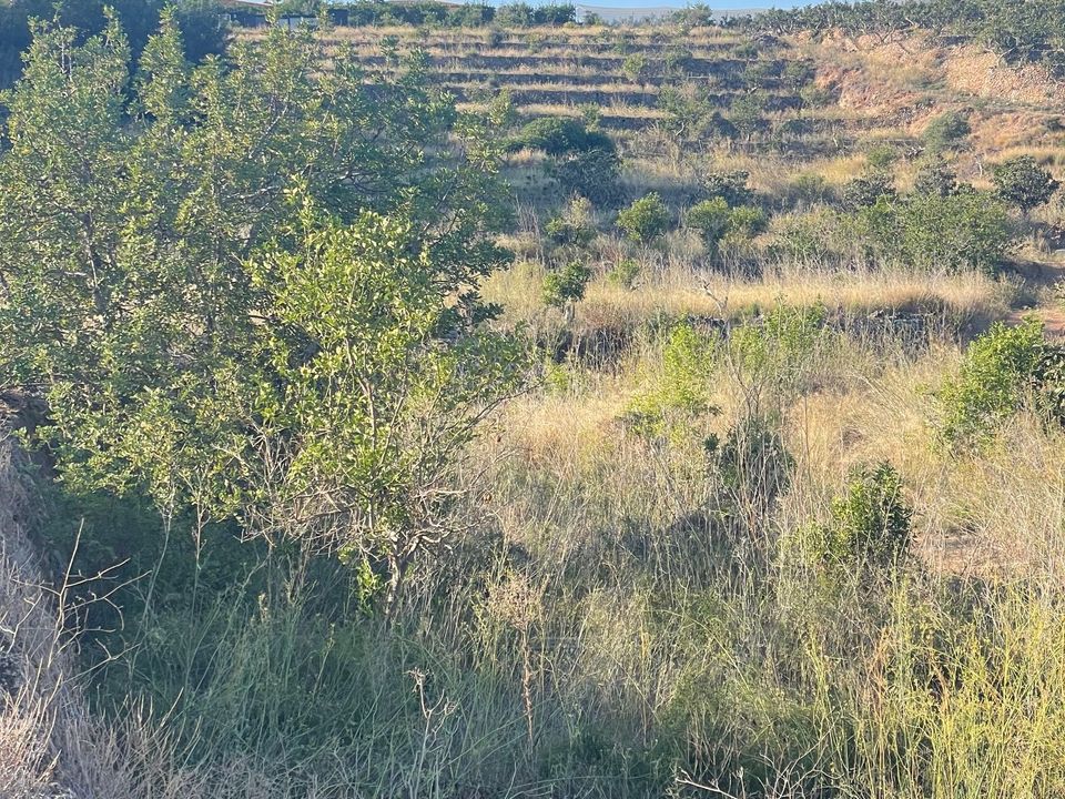 Helårsgrund i Callosa D'en Sarria, Alicante - foto 3