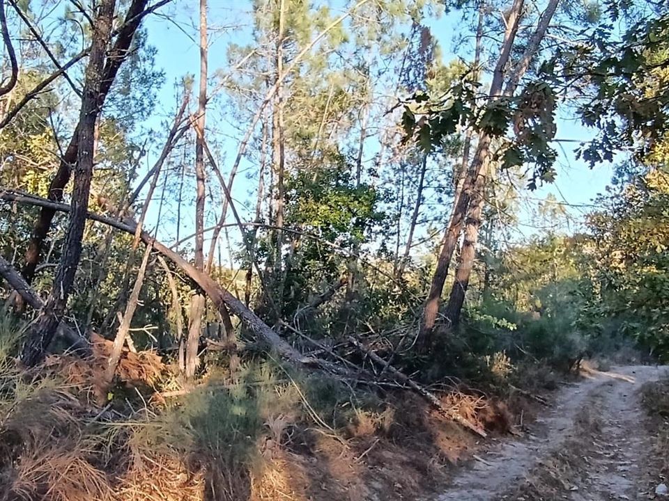 Helårsgrund i Penalva do Castelo, Viseu - foto 1
