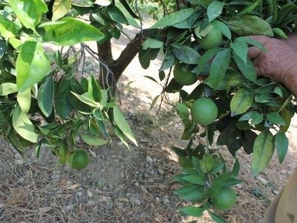 Villa i Cianciana, Agrigento - foto 4
