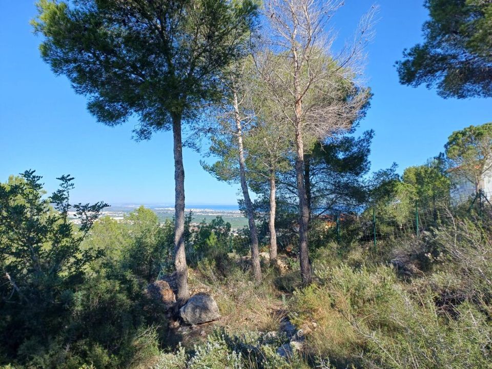 Helårsgrund i Oliva, Valencia - foto 3