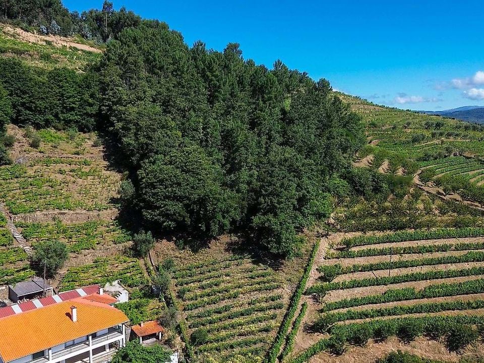 Gårdshus i Lamego, Viseu - bilde 3