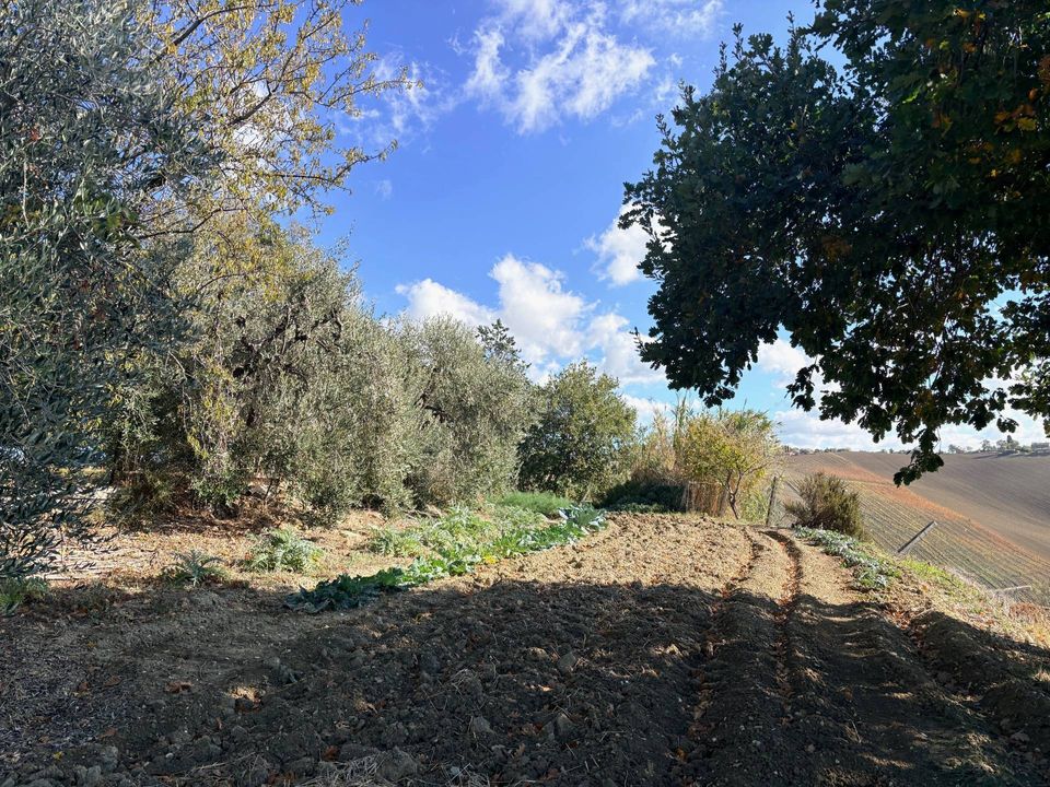 Landejendom i Belvedere Ostrense, Ancona - foto 2