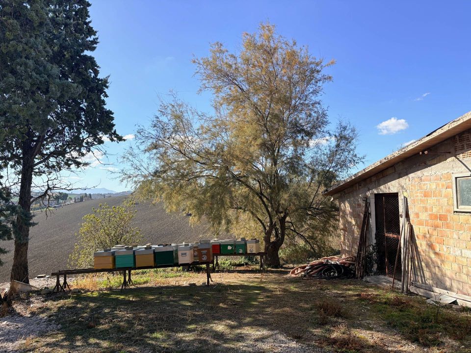Landejendom i Belvedere Ostrense, Ancona - foto 4