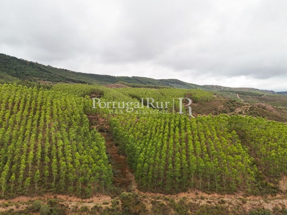 Helårsgrund i Nisa, Portalegre - foto 1