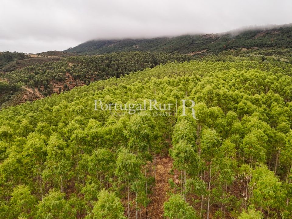 Helårsgrund i Nisa, Portalegre - foto 3