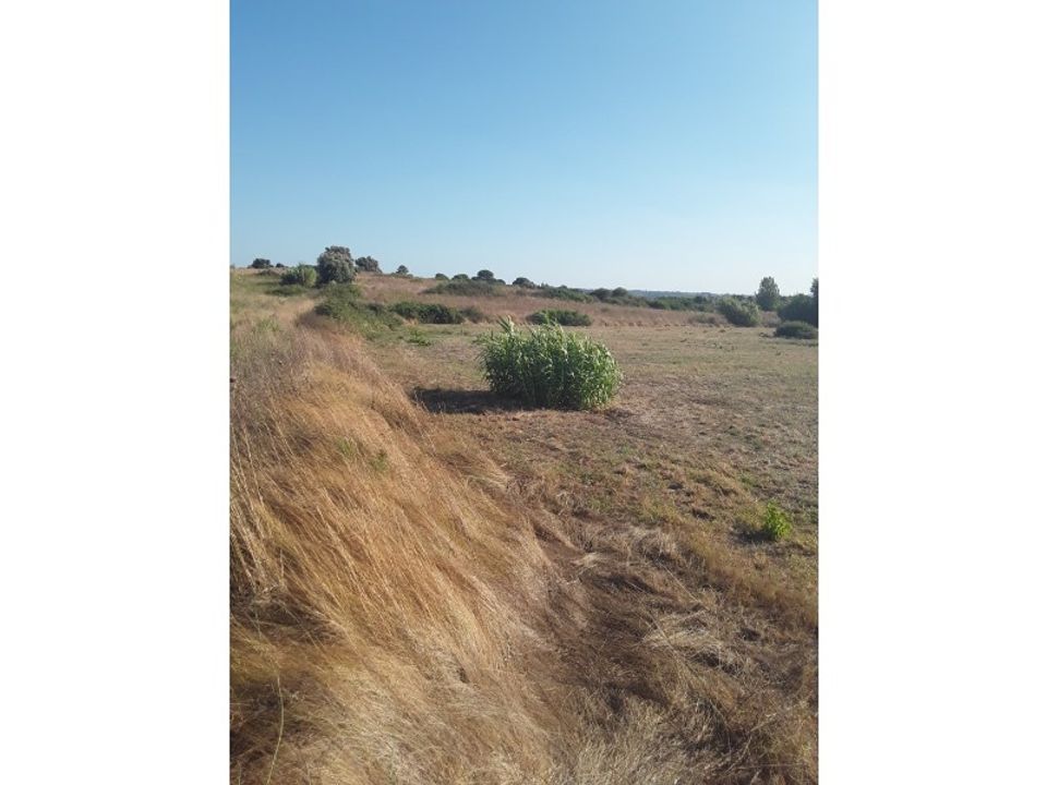 Tomt i Cartaxo, Santarem - bilde 1