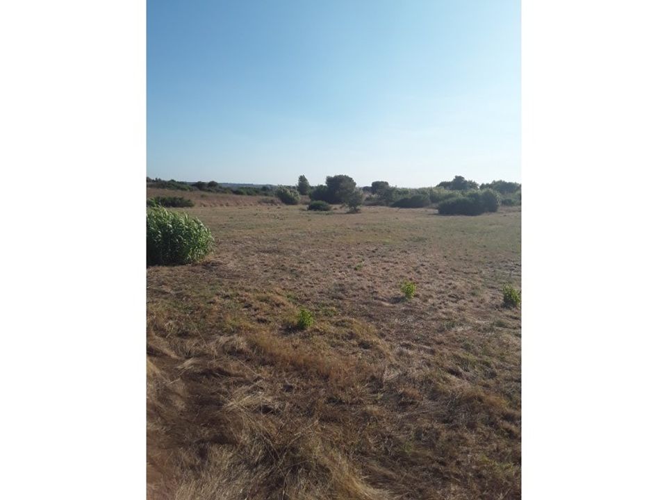 Tomt i Cartaxo, Santarem - bilde 2