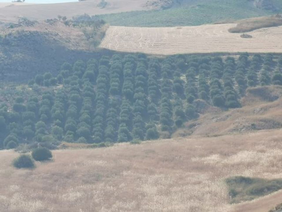 Helårsgrund i Cianciana, Agrigento - foto 3