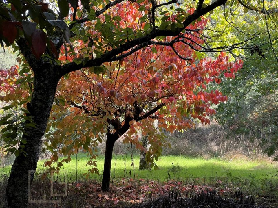 Farm i Marvao, Portalegre - foto 5