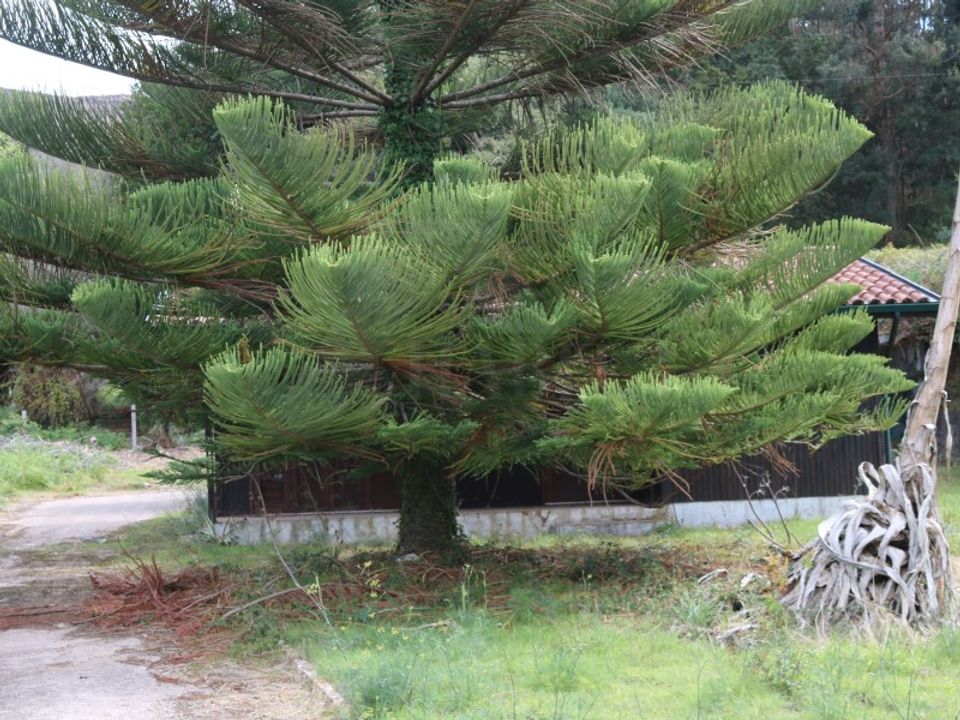 Træhytte i Valenca, Viana do Castelo - foto 2